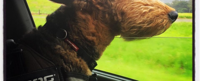 Morning Walk, November 10