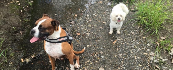 Morning Walk, June 16