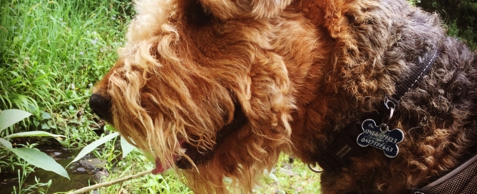 We found a Babbling Brook