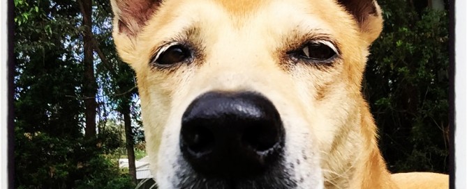 Bobbie the Malaysian high flyer!