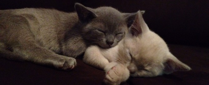 Aaawww look at them!!! Too cute!!