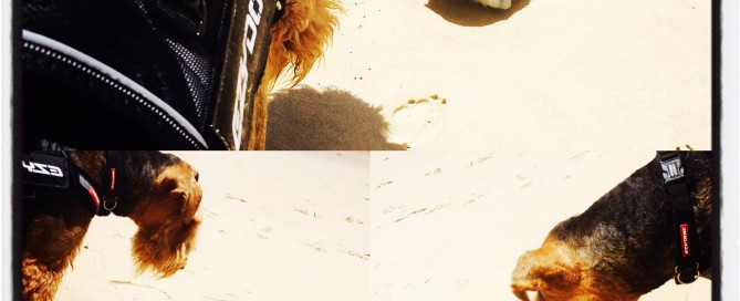 Rudy found a Puffer Fish!