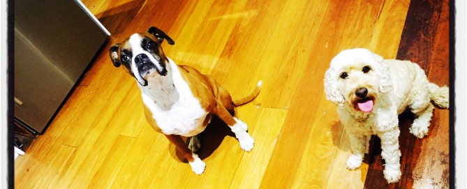 Yes we have been super good!! Please give us a treat!!