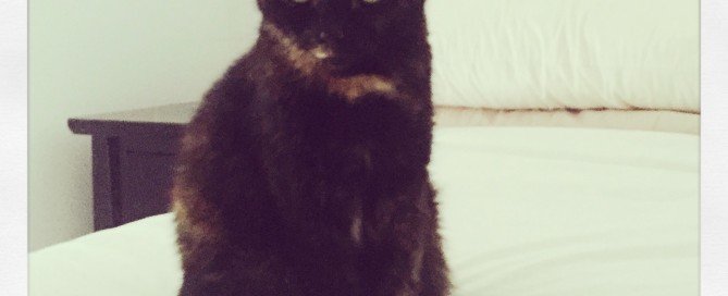 Miss Olivia doing her best Grumpy Cat impression!