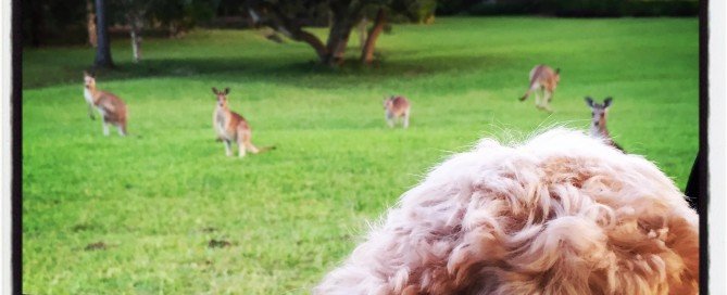 Zoe came out on my animal rounds, not too sure about these 2 legged dogs at Moonee