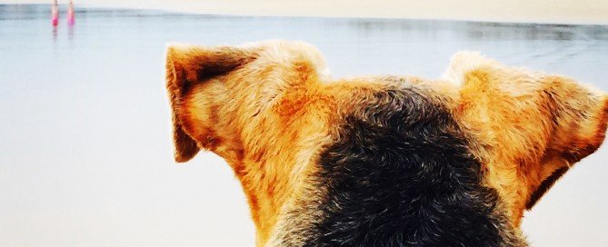 Camels and a horse on my beach!! What is the world coming to??