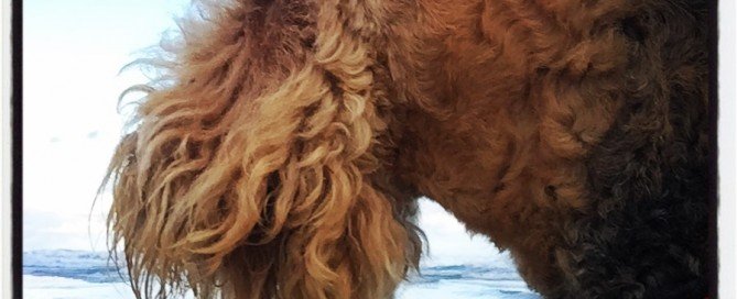 Beautiful arvo at the beach with Rudy