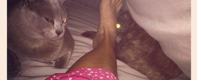 Life as a crazy cat lady!