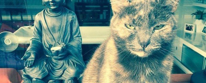 My Pixie loves to Meditate