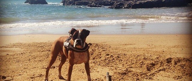 Beach Boxer